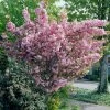Japanese Cherry Blossom Tree | Prunus Serrulata 'Kanzan' -Outdoor Plant Store visi25691 page