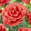 'Onward And Upward' Patio Climbing Rose -Outdoor Plant Store visi25886 onwards upwards