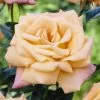 'Niceday' Patio Climbing Rose -Outdoor Plant Store visi25908 nice day
