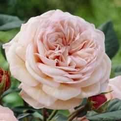 'It's A Wonderful Life' Floribunda Rose
