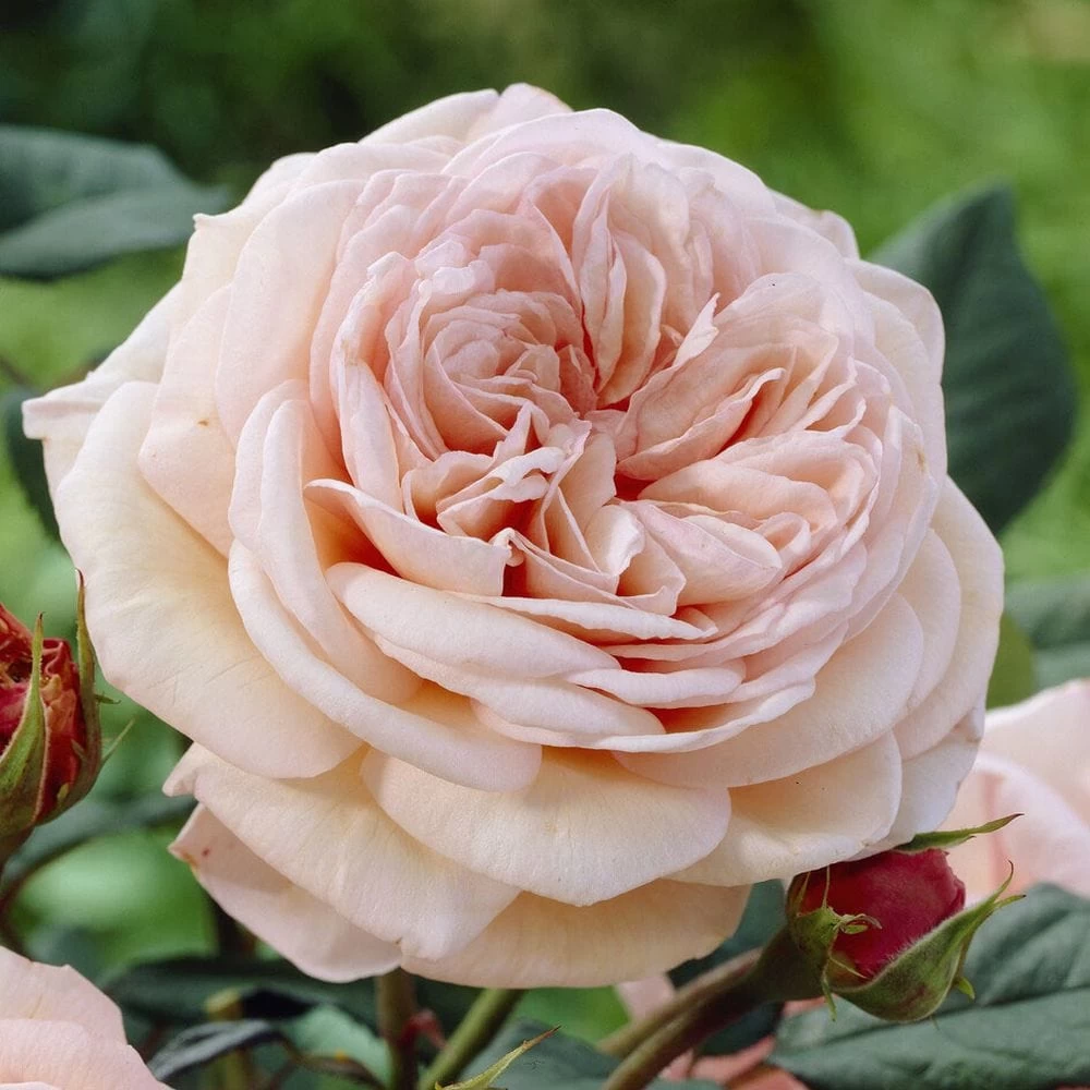 'It's A Wonderful Life' Floribunda Rose 3 'It's A Wonderful Life' Floribunda Rose