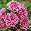 'Soul' Shrub Rose 1 'Soul' Shrub Rose -Outdoor Plant Store visi28374 soul