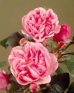 'Parade Cajsa' Patio Shrub Rose -Outdoor Plant Store visi35074 cajsa