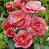 'Secret Smile' Floribunda Rose