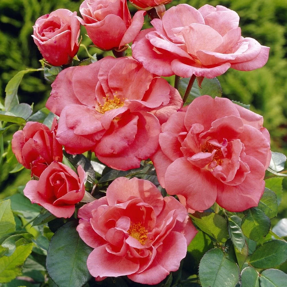 'Secret Smile' Floribunda Rose 3 'Secret Smile' Floribunda Rose