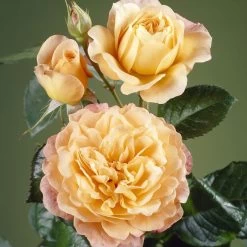 'Perfect Harmony' Hybrid Tea Rose -Outdoor Plant Store visi35443 perfect harmony
