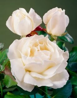 'Patio Hit Georgia' Patio Shrub Rose -Outdoor Plant Store visi35488 georgia