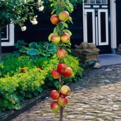 James Grieve Apple Tree | Dwarf Rootstock -Outdoor Plant Store visi35996
