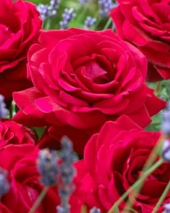 'Parade Karla' Patio Shrub Rose 12 'Parade Karla' Patio Shrub Rose -Outdoor Plant Store visi36032 karla