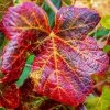 Ornamental Grape Vine | Vitis 'Brant' -Outdoor Plant Store vitis brant
