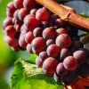 'Autumn Royal' Seedless Grape Vine 1 'Autumn Royal' Seedless Grape Vine -Outdoor Plant Store vitisautumnroyal1