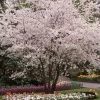 White Winter Flowering Cherry Tree | Prunus Subhirtella 'Autumnalis' -Outdoor Plant Store whitewinter 1
