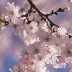 White Winter Flowering Cherry Tree | Prunus Subhirtella 'Autumnalis' -Outdoor Plant Store whitewinter 2