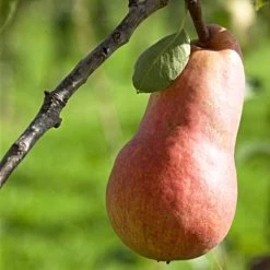 'Red Williams' Pear Tree -Outdoor Plant Store williamsred 1