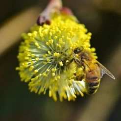 Best Mixed Native Wildlife Hedging | Growers' Choice -Outdoor Plant Store willow tortousa