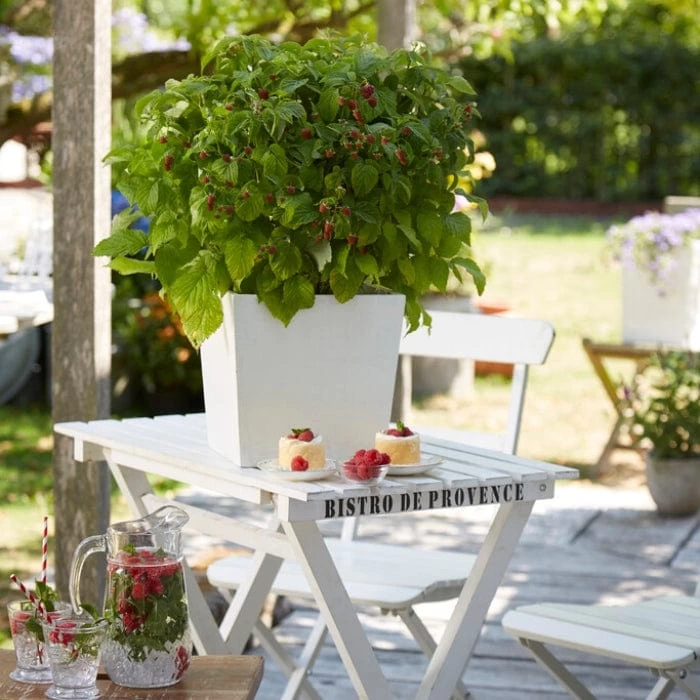 'Yummy' Patio Raspberry Plant 4 'Yummy' Patio Raspberry Plant - Image 2