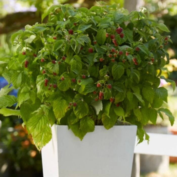 'Yummy' Patio Raspberry Plant 6 'Yummy' Patio Raspberry Plant - Image 4